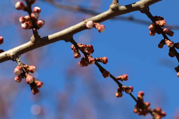Ροζ Μπουμπούκια Ένα Δέντρο Ενάντια Έναν Γαλάζιο Ουρανό Ανοιξιάτικη Άνθιση — Φωτογραφία Αρχείου