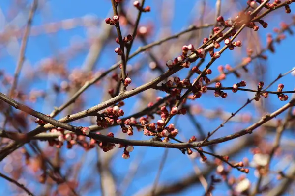 Capullos Rosados Árbol Contra Cielo Azul Flor Primavera — Foto de Stock