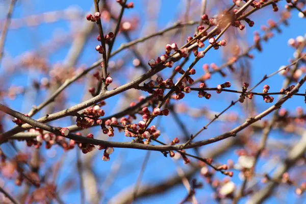 Pembe Tomurcuklar Ağaçta Mavi Gökyüzüne Karşı Bahar Çiçek Açıyor — Stok fotoğraf