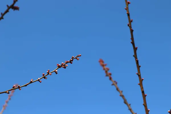 Pink Buds Tree Blue Sky Spring Bloom — Stock Photo, Image