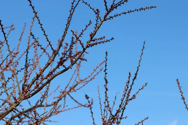 Ροζ Μπουμπούκια Ένα Δέντρο Ενάντια Έναν Γαλάζιο Ουρανό Ανοιξιάτικη Άνθιση — Φωτογραφία Αρχείου