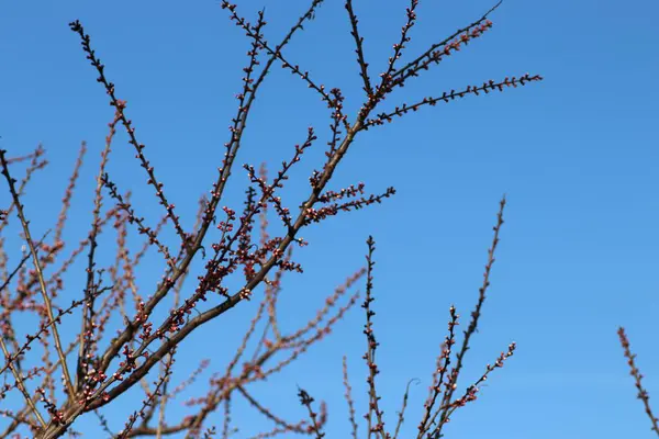 Capullos Rosados Árbol Contra Cielo Azul Flor Primavera — Foto de Stock