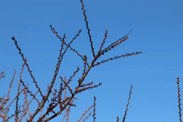 Capullos Rosados Árbol Contra Cielo Azul Flor Primavera — Foto de Stock