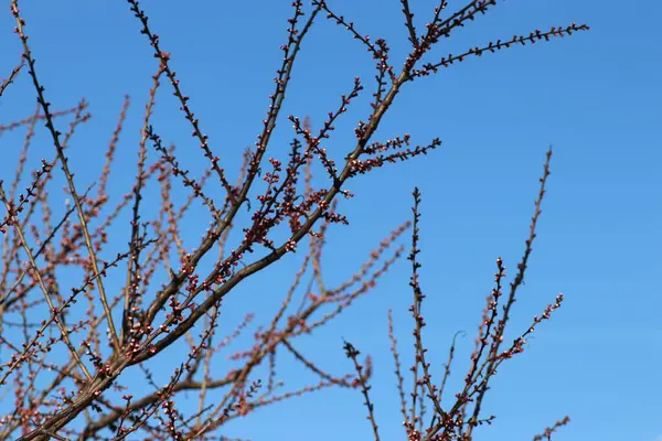 Capullos Rosados Árbol Contra Cielo Azul Flor Primavera — Foto de Stock