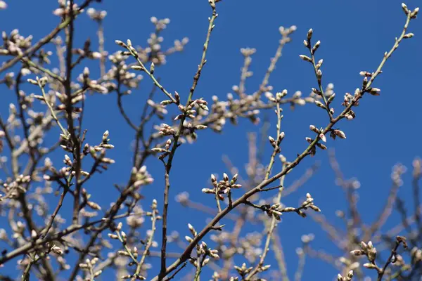 Floración Primaveral Las Flores Sobre Árbol Las Flores Blancas — Foto de Stock