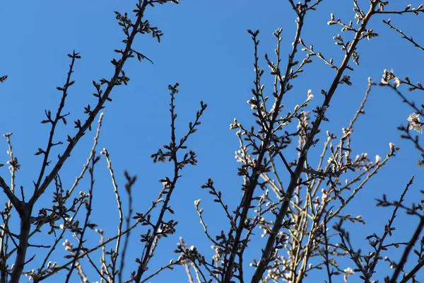 Capullos Rosados Árbol Contra Cielo Azul Flor Primavera — Foto de Stock