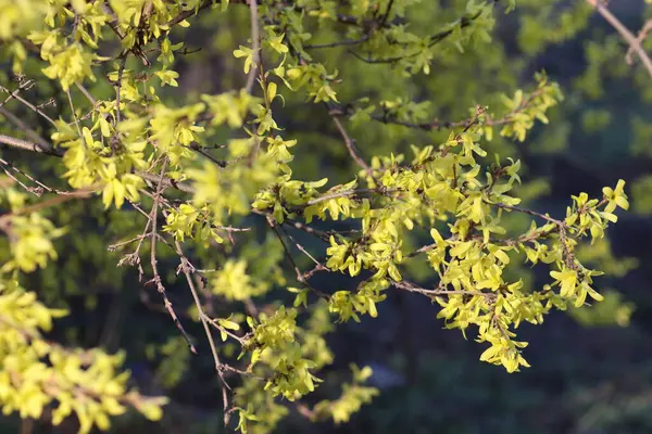 Frühlingsblüte Der Blumen Auf Einem Baum Gelbe Blumen — Stockfoto