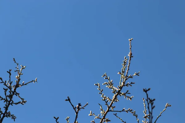 Capullos Rosados Árbol Contra Cielo Azul Flor Primavera — Foto de Stock