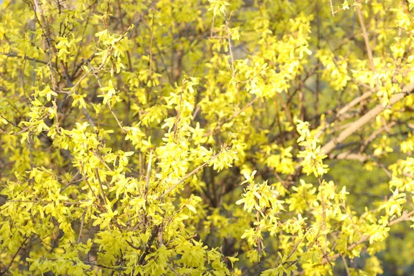 Spring Blooming Flowers Tree Yellow Flowers — Stock Photo, Image