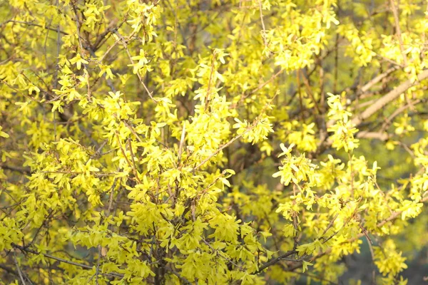Wiosenne Kwitnienie Kwiatów Drzewie Żółte Kwiaty — Zdjęcie stockowe