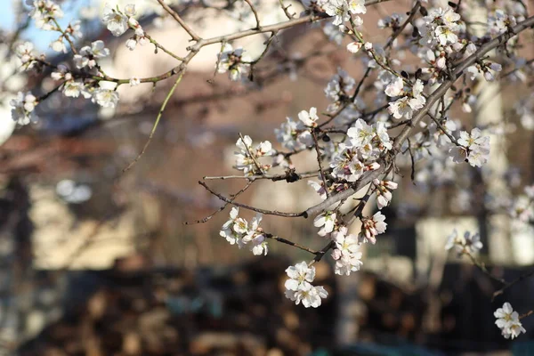 Floração Primavera Flores Uma Árvore Flores Brancas — Fotografia de Stock