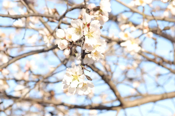 Stock image spring flowering of flowers on a tree, white flowers