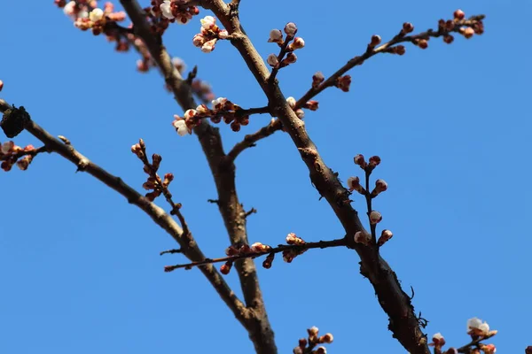 Capullos Rosados Árbol Contra Cielo Azul Flor Primavera — Foto de Stock