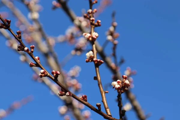 Pembe Tomurcuklar Ağaçta Mavi Gökyüzüne Karşı Bahar Çiçek Açıyor — Stok fotoğraf