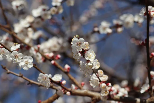 Bir Ağaçta Çiçek Açan Bahar Beyaz Çiçekler — Stok fotoğraf
