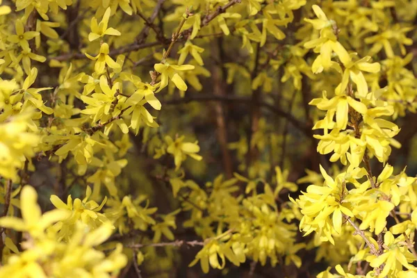 Printemps Floraison Fleurs Sur Arbre Fleurs Jaunes — Photo