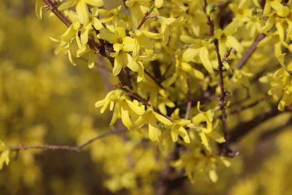 Jarní Kvetení Květin Stromě Žluté Květy — Stock fotografie