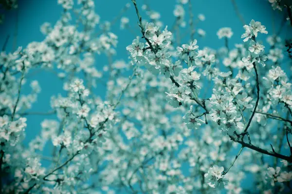 Frühjahrsblüte Der Blumen Auf Einem Baum Weiße Blumen — Stockfoto