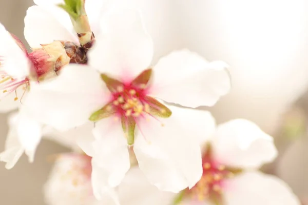 Floraison Printanière Fleurs Sur Arbre Fleurs Blanches — Photo