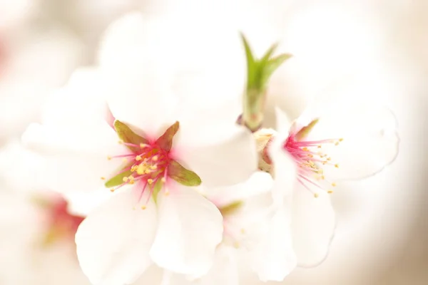 Floraison Printanière Fleurs Sur Arbre Fleurs Blanches — Photo