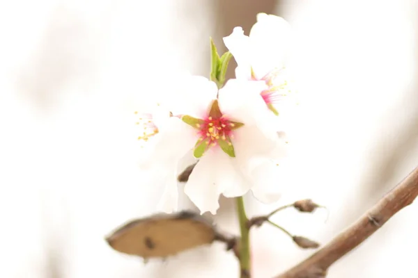 Spring Flowering Flowers Tree White Flowers — Stock Photo, Image