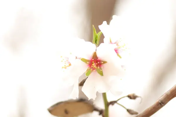 Floración Primaveral Las Flores Sobre Árbol Las Flores Blancas — Foto de Stock