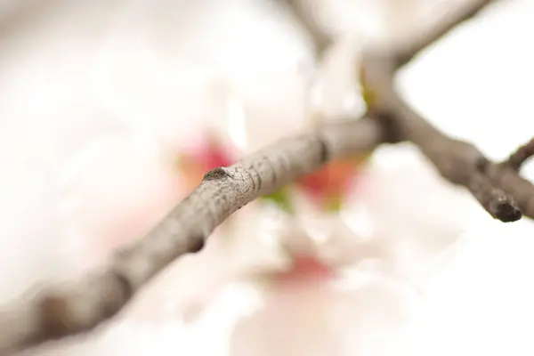 Frühjahrsblüte Der Blumen Auf Einem Baum Weiße Blumen — Stockfoto