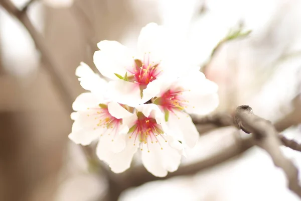 Floraison Printanière Fleurs Sur Arbre Fleurs Blanches — Photo