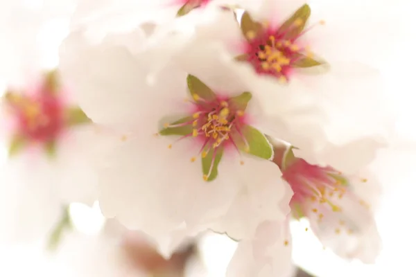 Floraison Printanière Fleurs Sur Arbre Fleurs Blanches — Photo