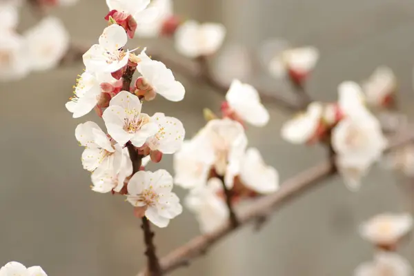 Spring Flowering Flowers Tree White Flowers — Stock Photo, Image