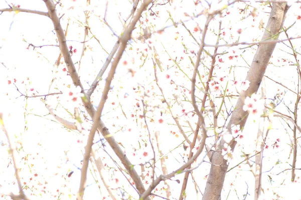 Lente Bloei Van Bloemen Een Boom Witte Bloemen — Stockfoto