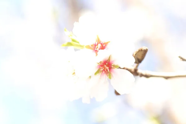 Vår Blomning Blommor Ett Träd Vita Blommor — Stockfoto