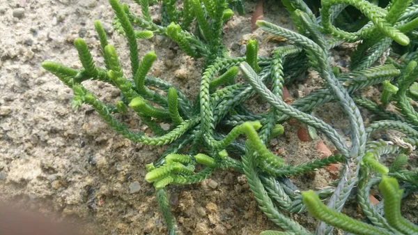 植物园中神秘的植物 — 图库照片