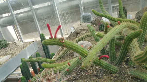 Plantas Misteriosas Del Jardín Botánico —  Fotos de Stock