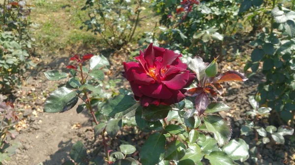 Plantas Misteriosas Del Jardín Botánico — Foto de Stock