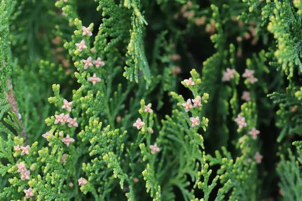 Цветы Клумбе Парка Зеленые Летом — стоковое фото