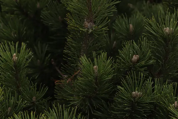 Big Fluffy Blue Spruce Clear Sky — Stock Photo, Image