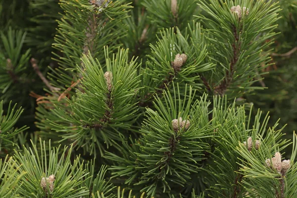 Big Fluffy Blue Spruce Clear Sky — Stock Photo, Image