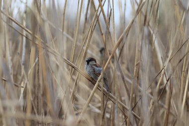 Kuru sazlıkların dallarında kabarık tüylü serçeler