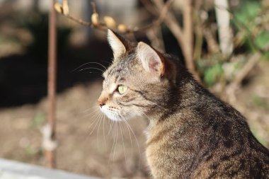 Vahşi ve evcil çizgili kedi yürüyüşe çıktı.