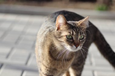 Vahşi ve evcil çizgili kedi yürüyüşe çıktı.