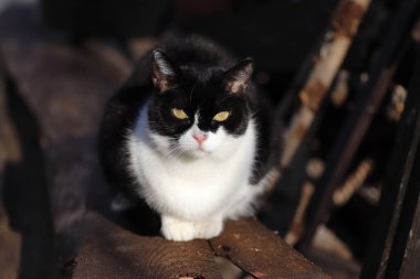 Siyah beyaz kedi güneşin tadını çıkarıyor.