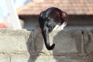 Oyuncu siyah beyaz kedi çit boyunca yürüyor.
