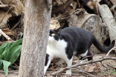 Siyah beyaz kedi güneşte debeleniyor toz içinde