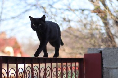  Kara kedi güneşli bir günde