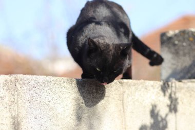  Kara kedi güneşli bir günde
