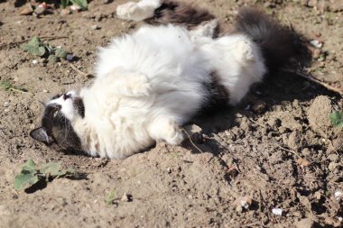 Siyah beyaz kedi güneşte debeleniyor toz içinde