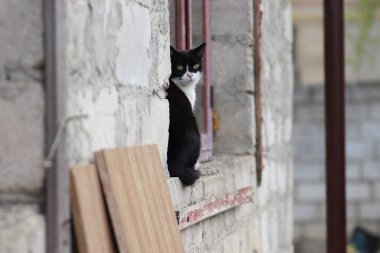 Siyah beyaz kedi güneşlenir pencerenin üstünde