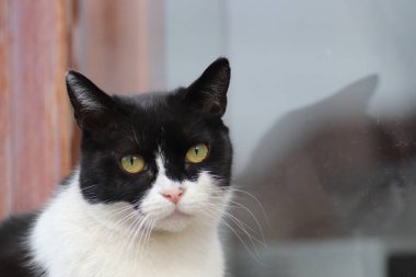 Siyah beyaz kedi güneşlenir pencerenin üstünde