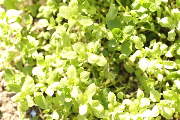 Νεαρά Πράσινα Φύλλα Φόντο Φύλλων — Φωτογραφία Αρχείου